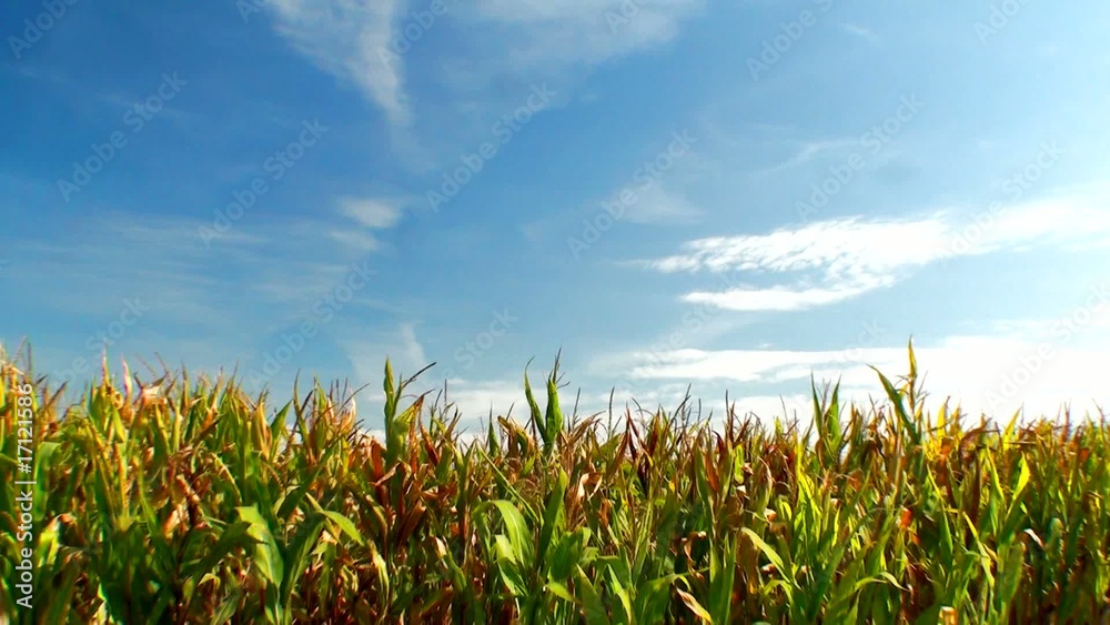 Green field of young corn and cloudy blue sky
