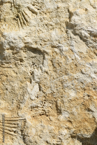Limestone fossils
