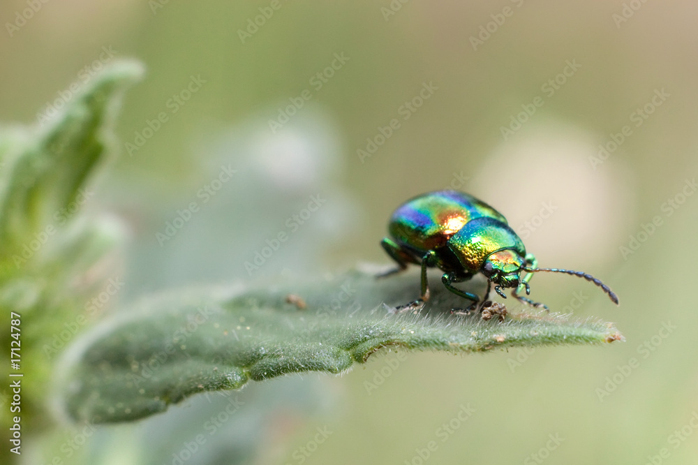 metallic beetle on mint metallic beetle on mint