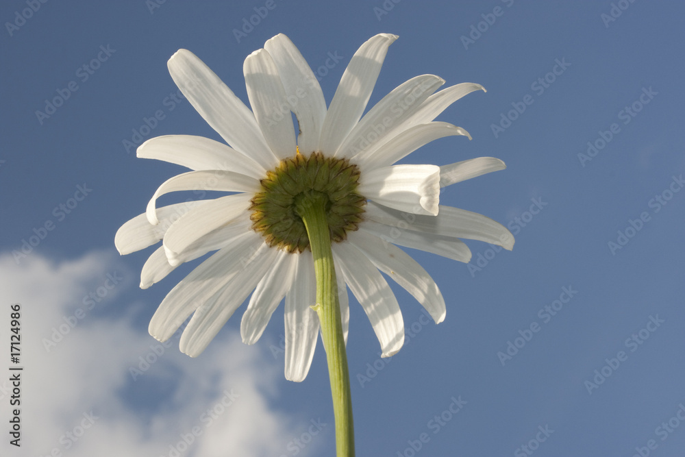 Leucanthemum superbum 'Silberprinzesschen', Asteraceae Leucanthemum superbum 'Silberprinzesschen', Asteraceae