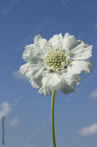 Cuadro en lienzo Scabiosa caucasica 'Miss Willmott', Dipsacaceae