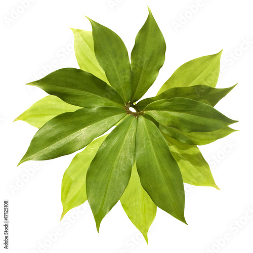 Insulin plant for Diabetes isolated with clipping path