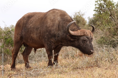 Fototapeta Naklejka Na Ścianę i Meble -  African Buffalo