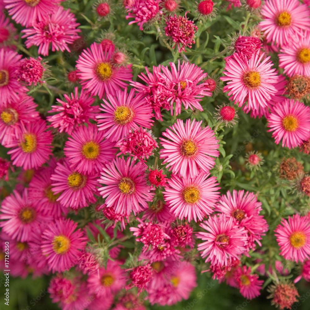 bright pink autumn asters square background bright pink autumn asters square background