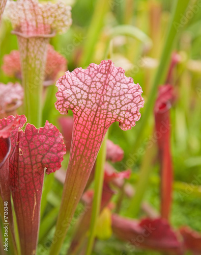 beautiful group of pitcher plants, a carnivorous plant Sarraceni photo