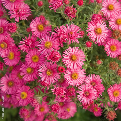 bright pink autumn asters square background