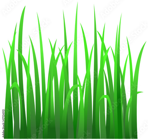 herbes vertes
