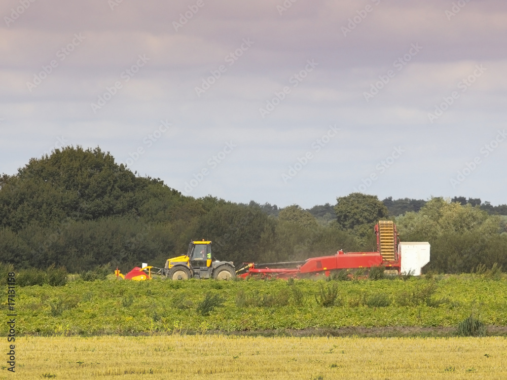 Obraz premium potato harvesting
