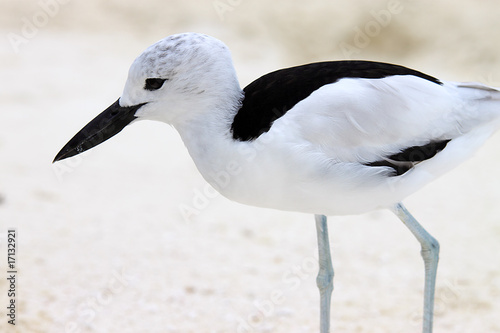 Crab Plover photo