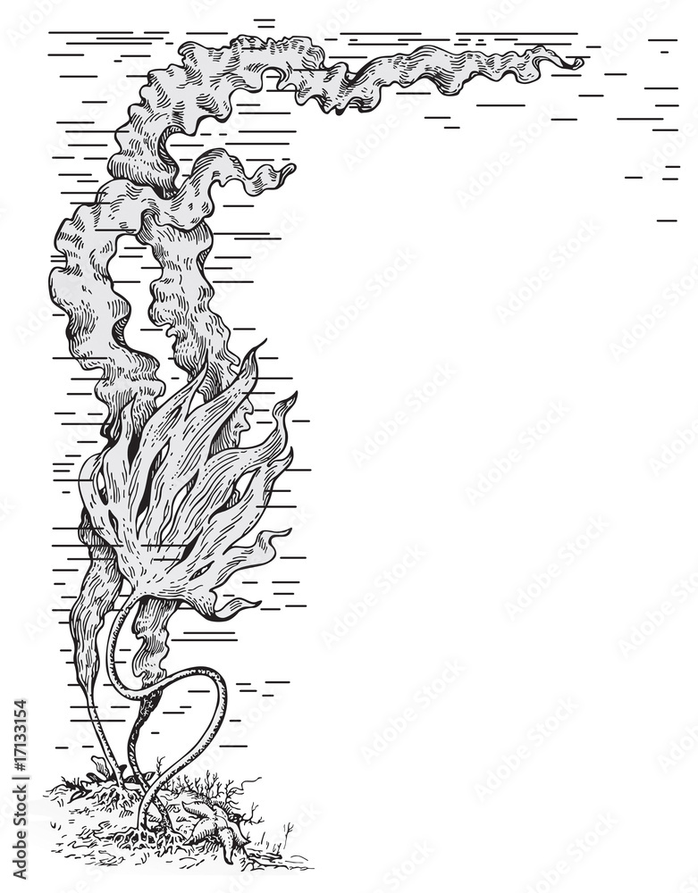 Algae vector Algae vector