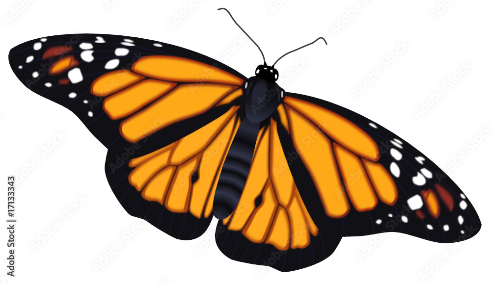 Fototapeta premium Papillon