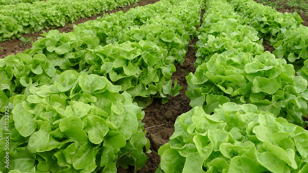 Salat im Beet Salat im Beet