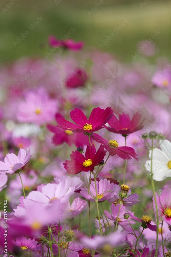 Obraz premium コスモスの季節