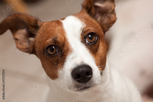 Canvas-taulu Jack Russell Terrier Puppy Portrait