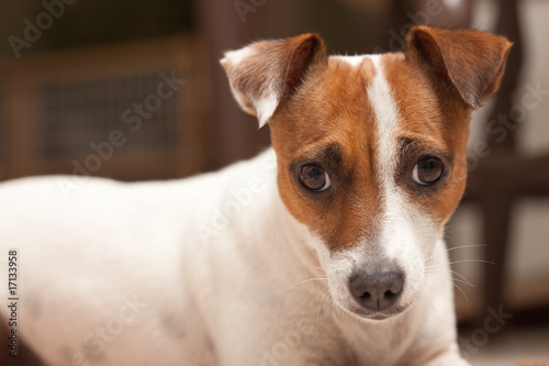 Jack Russell Terrier Puppy Portrait © Andy Dean