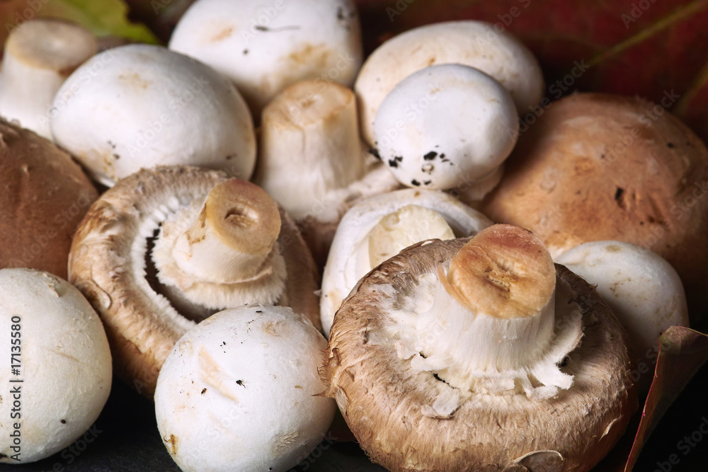 Frische Champignons Frische Champignons