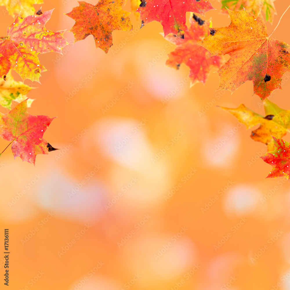 Falling Maple Leaves