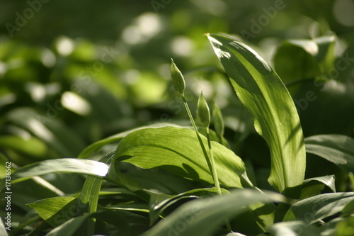 wild garlic, bear`s garlic, wood garlic, Bärlauch
