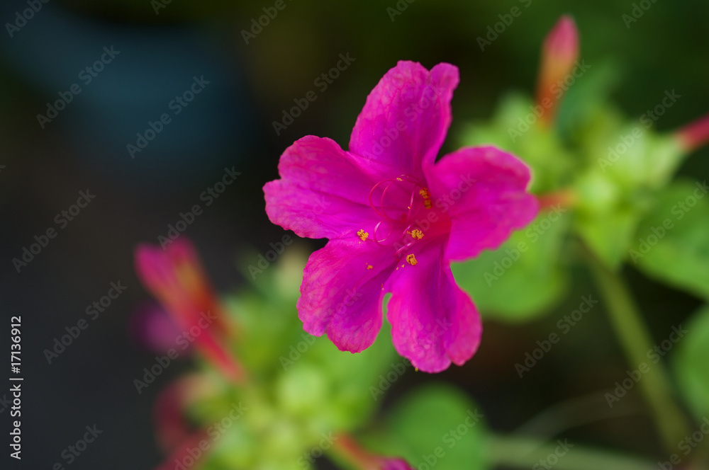 Obraz premium 赤いオシロイバナ