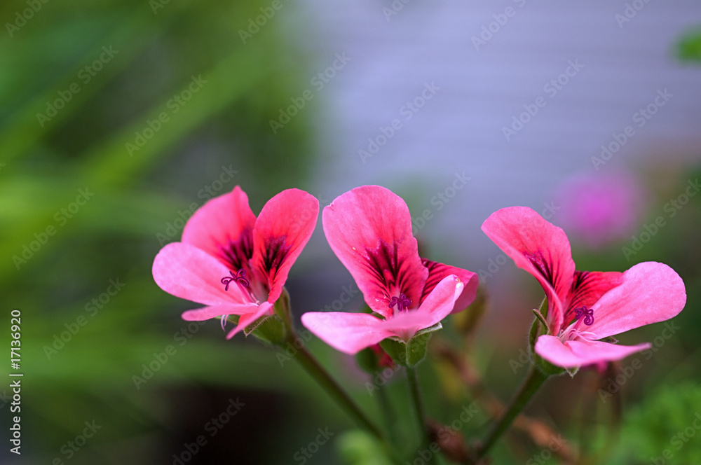 ゼラニウムの花 ゼラニウムの花