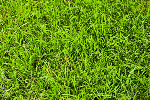 A grass texture, vibrant green
