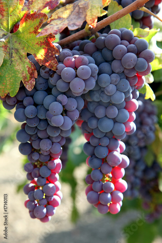 Canvas Print Red Grapes on the Vine
