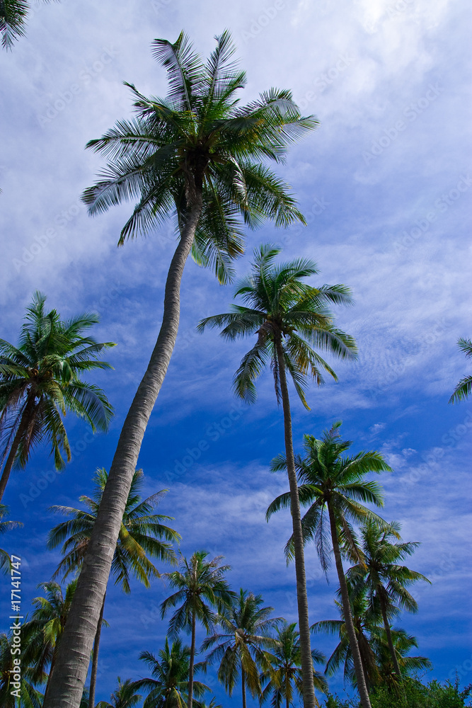 Coconut garden in Thailand Coconut garden in Thailand