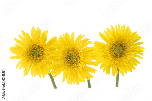 Three bright sunflower