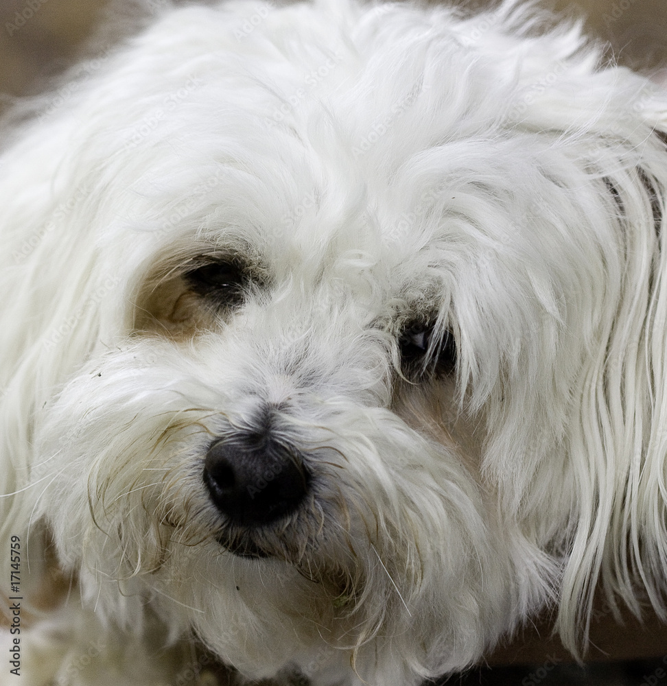 Chien blanc Chien blanc