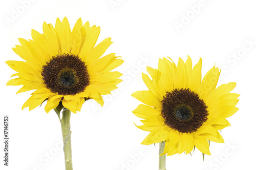 Fototapeta Naklejka Na Ścianę i Meble -  Close-up of two sunflowers