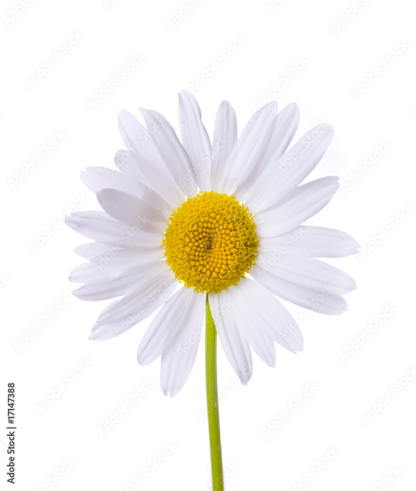camomile isolated on white camomile isolated on white