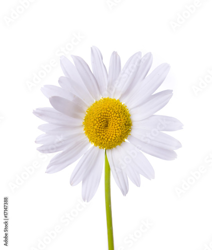 camomile isolated on white