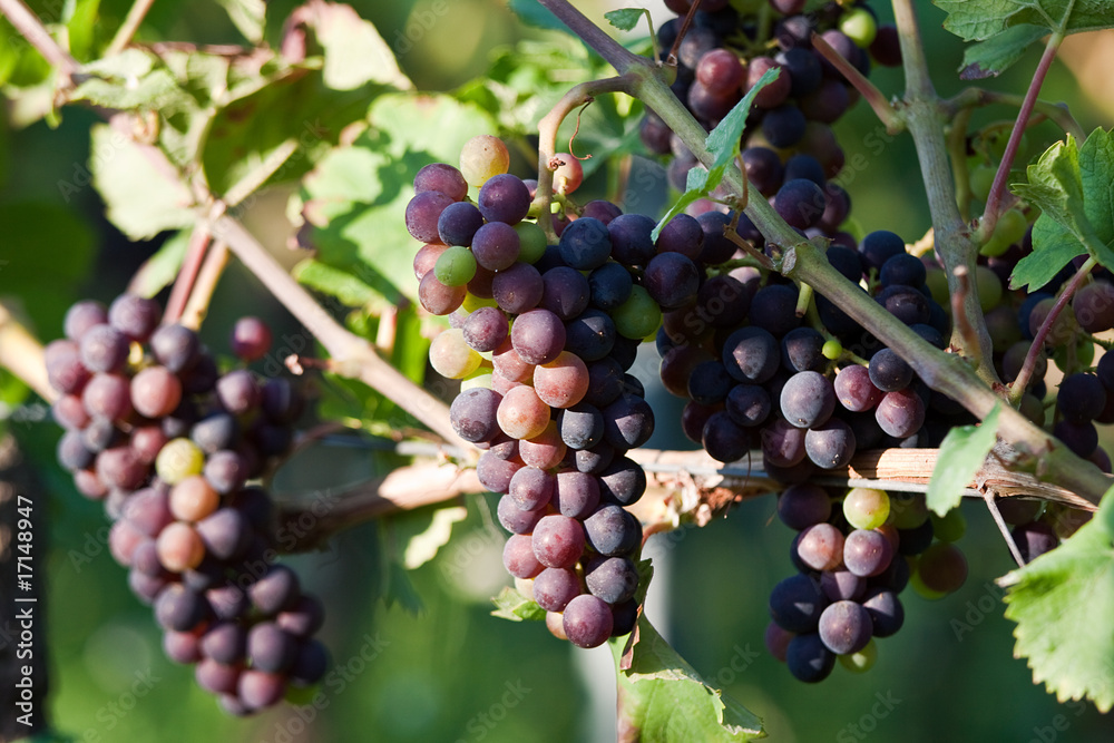 Grapes in vineyard at the end of summer