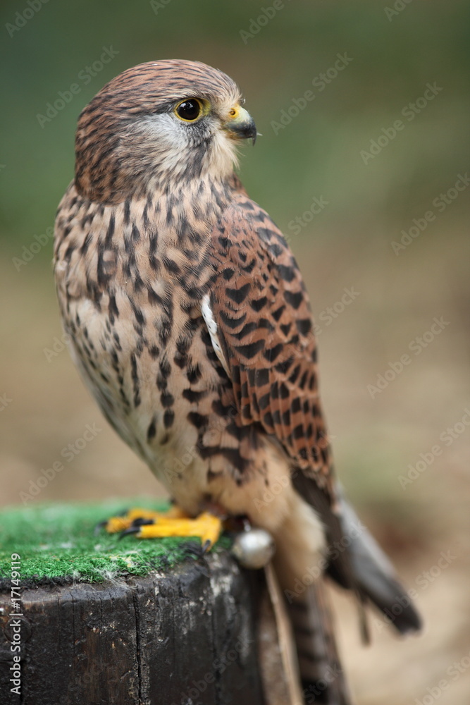 Common Kestrel - close-up view of this beautiful bird Common Kestrel - close-up view of this beautiful bird