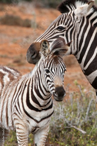 Zebra Foal