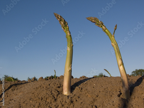 Spargel
