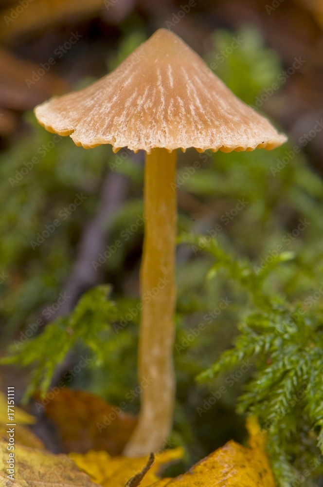 Cortinarius gr. obtusi Cortinarius gr. obtusi