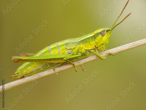 Grasshopper on stalk of grass