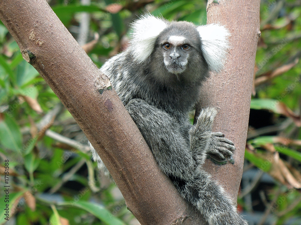 Naklejka premium petit singe gris