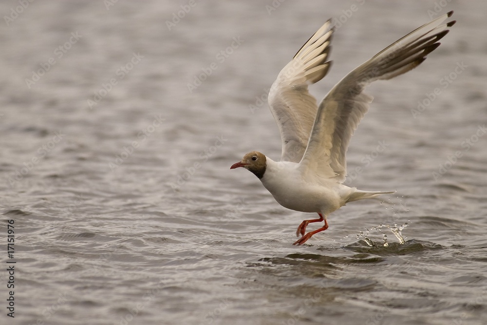 Fototapeta premium mouette à l'envol