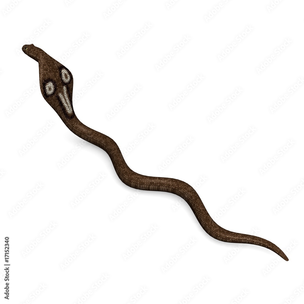 Fototapeta premium cobra