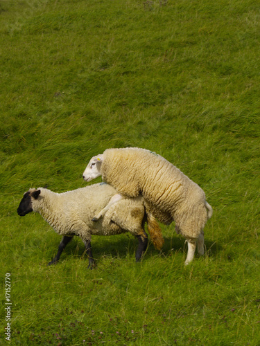 Fotografie, Obraz sheeps on pasture
