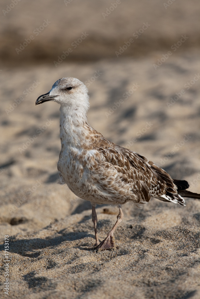 Gull on the sand Gull on the sand