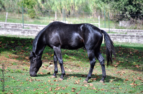 Cavallo - Stallone photo