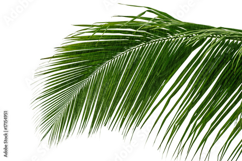 Fototapeta Naklejka Na Ścianę i Meble -  palme sur fond blanc