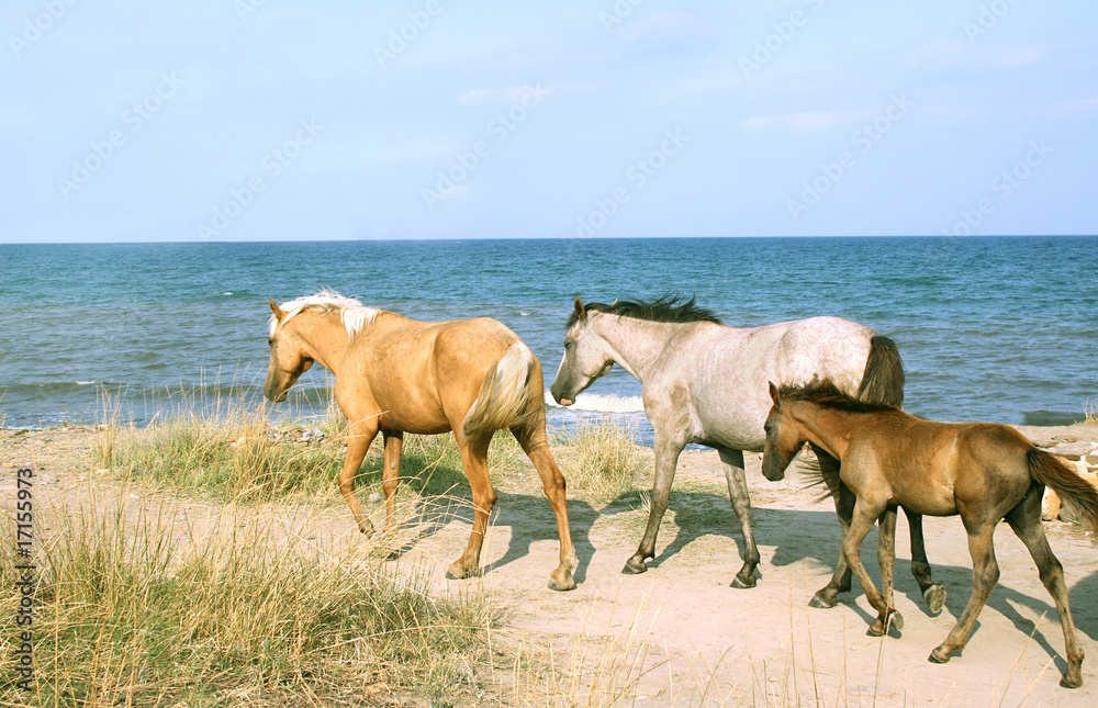 Horses Horses