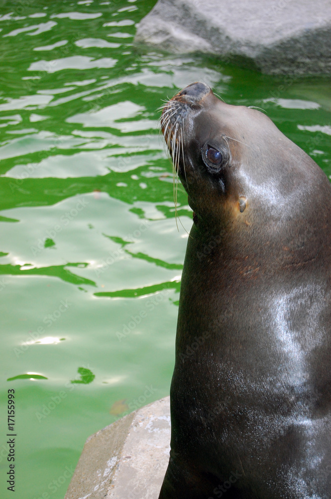 Fototapeta premium South american sea lion portrait