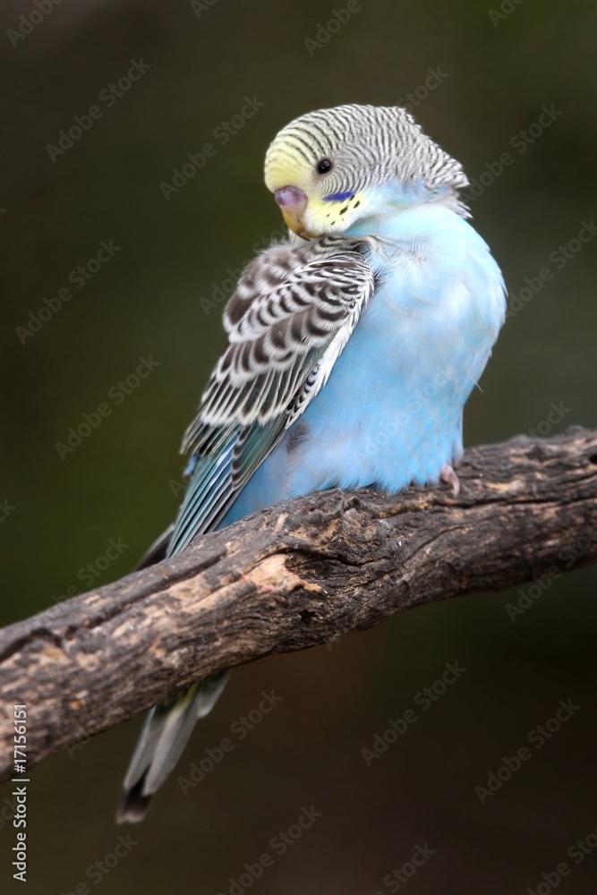 Obraz premium Budgerigar Bird