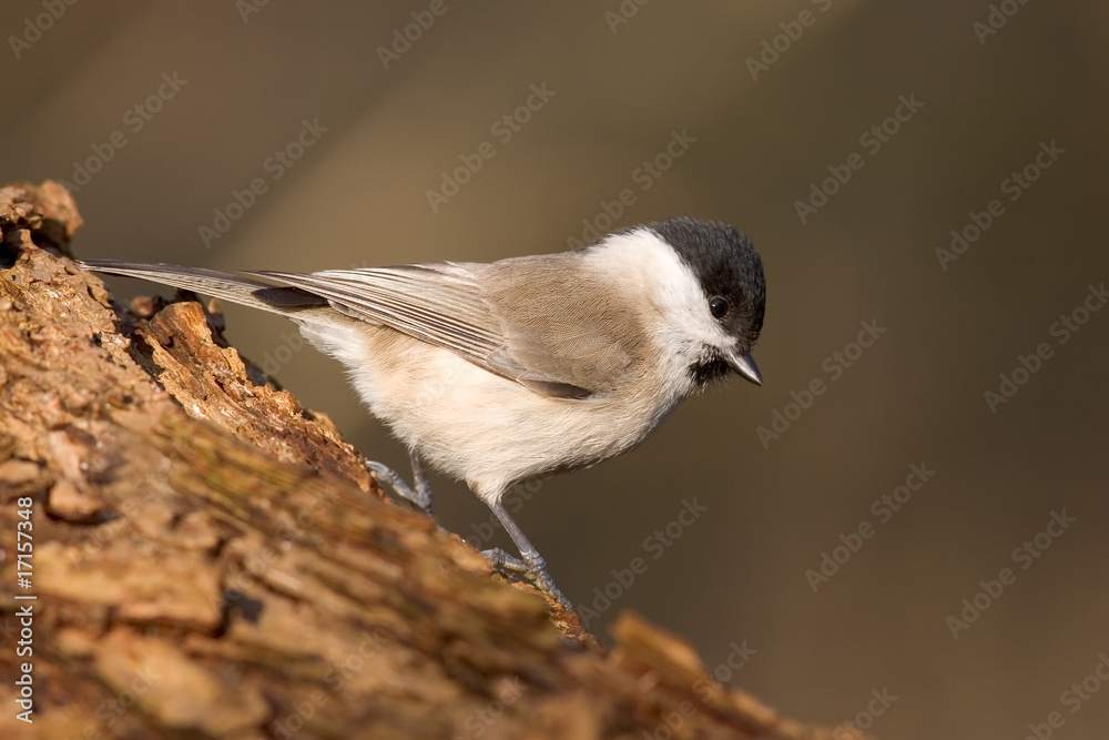 Obraz premium Sumpfmeise - Poecile palustris