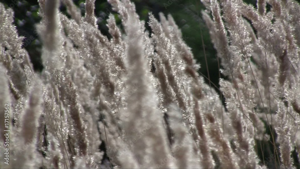 Closeup of the shorthear ripe spikes swaying in the wind Closeup of the shorthear ripe spikes swaying in the wind